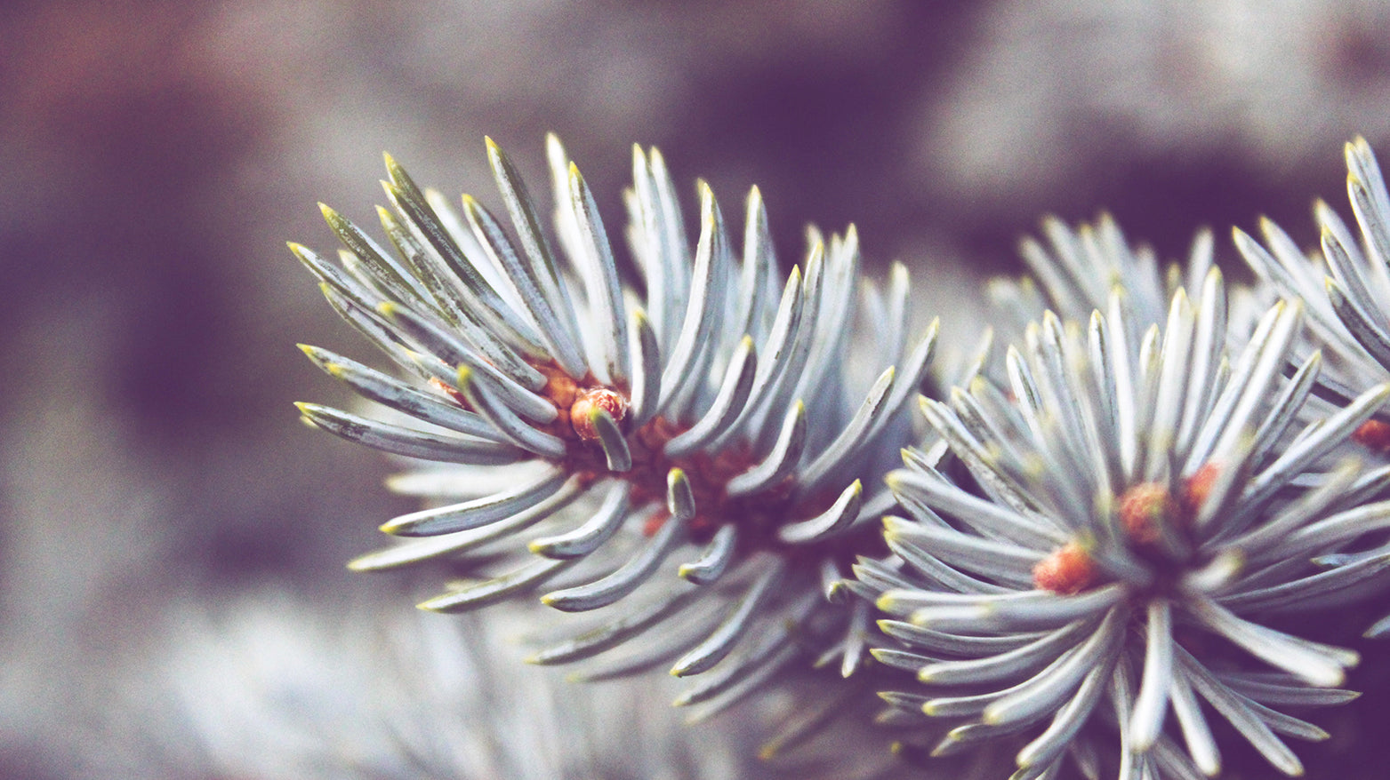 Meditation for the Festive Season