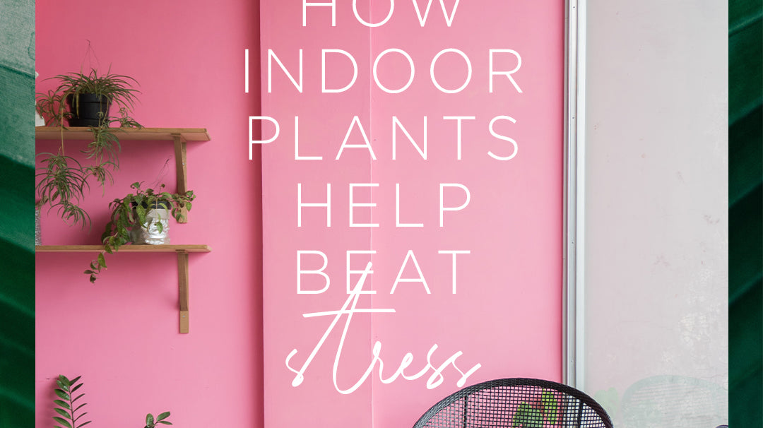 How Indoor Plants Help Beat Stress