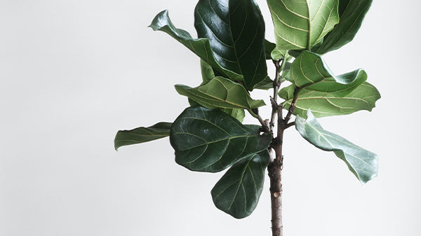 10 Ways to Green Your Home