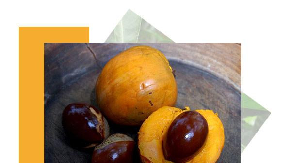Lucuma The Wholesome Superfood