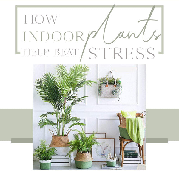 @How Indoor Plants Help Beat Streess